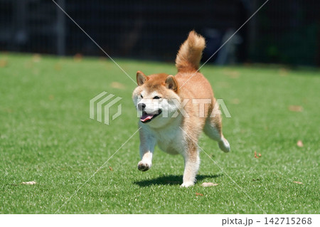 芝生のドッグランで元気に遊ぶ柴犬 芝生のドッグランで元気に遊ぶ柴犬 142715268