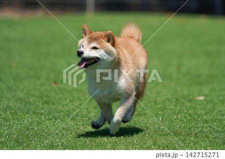 芝生のドッグランで元気に遊ぶ柴犬 芝生のドッグランで元気に遊ぶ柴犬 142715271