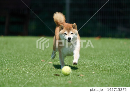 芝生のドッグランで元気に遊ぶ柴犬 142715273