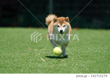 芝生のドッグランで元気に遊ぶ柴犬 142715274