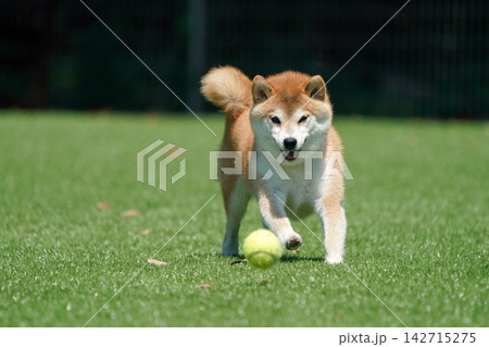 芝生のドッグランで元気に遊ぶ柴犬 芝生のドッグランで元気に遊ぶ柴犬 142715275