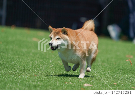 芝生のドッグランで元気に遊ぶ柴犬 142715281