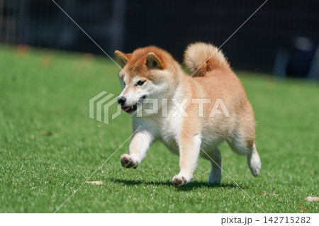芝生のドッグランで元気に遊ぶ柴犬 142715282