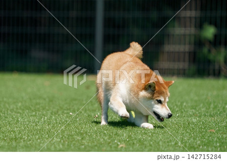 芝生のドッグランで元気に遊ぶ柴犬 芝生のドッグランで元気に遊ぶ柴犬 142715284