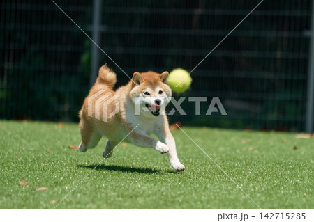 芝生のドッグランで元気に遊ぶ柴犬 芝生のドッグランで元気に遊ぶ柴犬 142715285