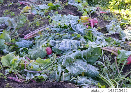 霜が降った朝の畑 142715432