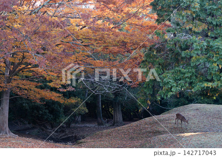 紅葉に染まる国の天然記念物の「神鹿」として大切に保護されている鹿 紅葉に染まる国の天然記念物の「神鹿」として大切に保護されている鹿 142717043