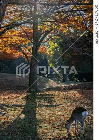 紅葉に染まる国の天然記念物の「神鹿」として大切に保護されている鹿 紅葉に染まる国の天然記念物の「神鹿」として大切に保護されている鹿 142717060