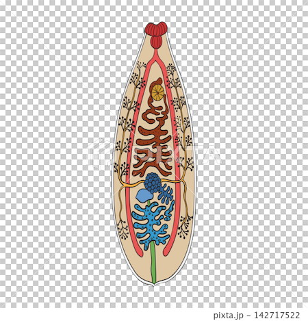 Liver Fluke, Fasciola Hepatica Anatomy Diagram Liver Fluke, Fasciola Hepatica Anatomy Diagram 142717522