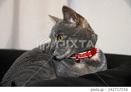 スケッチ風 猫 ネコ ねこ キジトラ グレー 雌 メス 雌ねこ 雌ネコ 元気 かわいい 癒し スケッチ風 猫 ネコ ねこ キジトラ グレー 雌 メス 雌ねこ 雌ネコ 元気 かわいい 癒し 142717558