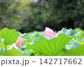 大賀ハス 142717662