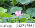 大賀ハス 142717664
