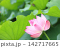 大賀ハス 142717665