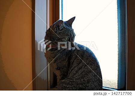 スケッチ風 猫 ネコ ねこ キジトラ グレー 雌 メス 雌ねこ 雌ネコ 元気 かわいい 癒し スケッチ風 猫 ネコ ねこ キジトラ グレー 雌 メス 雌ねこ 雌ネコ 元気 かわいい 癒し 142717700