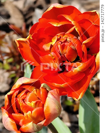 Red Tulip Flowers Bud. Top view petal floral backgrounds. Peony Tulips in Sunlight Close-up, Vibrant Spring Garden Red Tulip Flowers Bud. Top view petal floral backgrounds. Peony Tulips in Sunlight Close-up, Vibrant Spring Garden 142717779