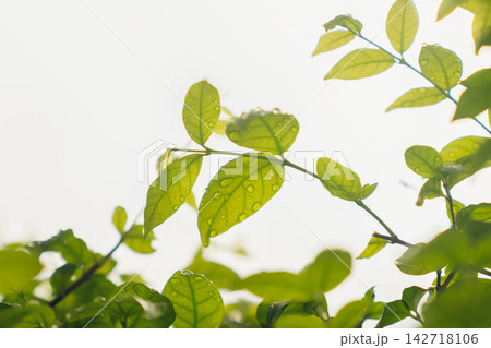 Fresh green leaves with water droplets after rain. Fresh green leaves with water droplets after rain. 142718106