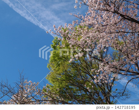 春、さくらの木と新緑そして青い空 142718195