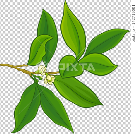 Laurel Branch Colored Detailed Illustration Laurel Branch Colored Detailed Illustration 142719001