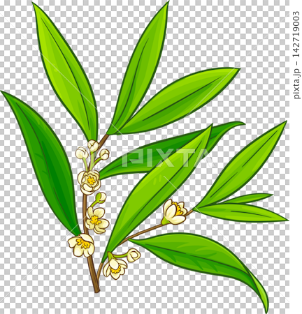 Litsea Cubeba Branches Colored Illustration Litsea Cubeba Branches Colored Illustration 142719003