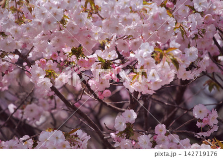 春爛漫、松前の桜 春爛漫、松前の桜 142719176