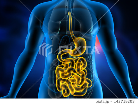 Human body digestive system anatomy Human body digestive system anatomy 142719205