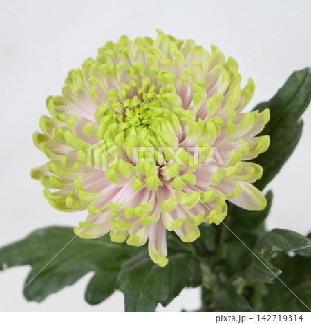複色の菊 ディスバッドマム「ロサーノシャルロッテ」の切花 複色の菊 ディスバッドマム「ロサーノシャルロッテ」の切花 142719314