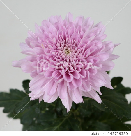 ピンクの菊　ディスバッドマム「カリンバ」の切花 142719320