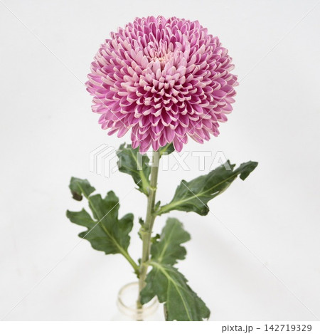 ピンクの菊 ディスバッドマム「クチュール」の切花 ピンクの菊 ディスバッドマム「クチュール」の切花 142719329