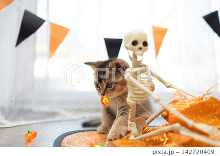 Playful Halloween Kitten Nibbles Orange Pumpkin Toy Among Festive Home Decor 142720409