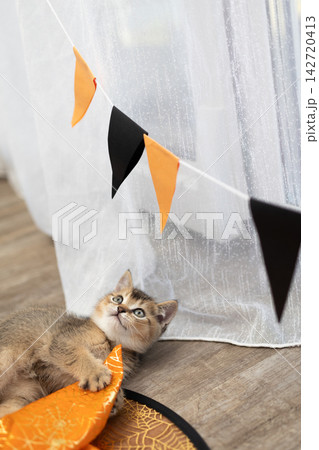 Halloween kitten awake and curious in a cozy indoor living room with festive bunting 142720413