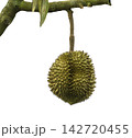 Single durian fruit hanging from a green tree branch. Fresh exotic king of fruits with sharp thorns isolated. Organic tropical food concept for grocery and agriculture. 142720455
