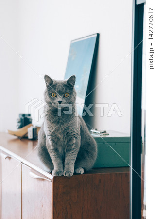 ブリティッシュショートヘア 142720617