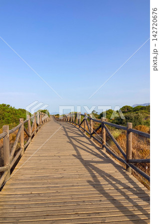 Wooden walkway leads through protected sand dunes covered with native coastal vegetation toward the Mediterranean shoreline in Cabopino, Spain 142720676