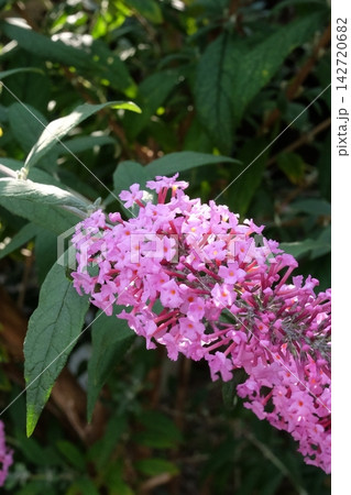 ブッドレアの花 ブッドレアの花 142720682