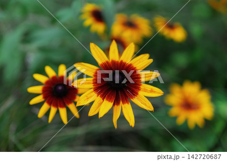 黄色い花びらと黒褐色が特徴のルドペキアが6輪写っている。真ん中のの花にピントが来ている 黄色い花びらと黒褐色が特徴のルドペキアが6輪写っている。真ん中のの花にピントが来ている 142720687