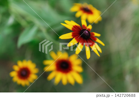 黄色い花びらと黒褐色のルドペキアが4輪写っているピントが合っている花が右上を向いて写っている 黄色い花びらと黒褐色のルドペキアが4輪写っているピントが合っている花が右上を向いて写っている 142720688