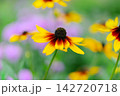 黄色い花びらの根元が赤褐色で黒っぽい花心のルドペキア・ヒルタと思われる花が一輪中央に写っている周りは 142720718