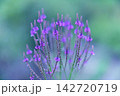 奇麗な紫のボケの中に紫のバーベナ・ハスタータが写っている 142720719