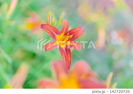 鮮やかなオレンジに黄色の花弁を持つディリリーの仲間と思われる花が写っている 鮮やかなオレンジに黄色の花弁を持つディリリーの仲間と思われる花が写っている 142720720