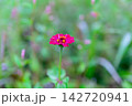 鮮やかなピンクのジニアが横構図中央に一輪写っている 142720941