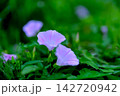 薄い青紫の朝顔が横構図の中央に2輪写っている。周りは葉っぱのボケ 142720942
