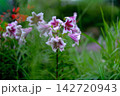 白地に赤紫のグラデーションが特徴的なユリが7輪ほど左上に写っている 142720943