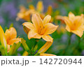黄色いエゾキスゲが画面全体に5輪ほど写っている。真ん中の花にピントが来ている 142720944