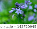 青紫のツリガネスイセンがボケの中に一輪写っている 142720945