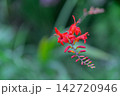 鮮やかな朱色のクロコスミアが横構図右半分に写っている。左半分ボケスペース 142720946