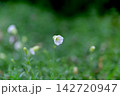白い小さなオオイヌノフグリと思われる野草が小さくぽつんと写っている 142720947