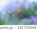 オレンジ色の小さなヒメヒオウギズイセンが横構図の中央に写っている。周りは花畑の奇麗なボケ 142720948