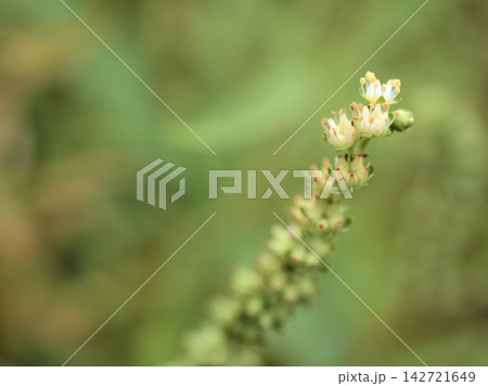 残暑の厳しい9月に咲き始めた白く可憐なタコノアシ（蛸の足）の花 142721649
