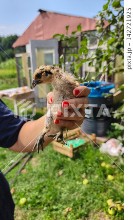 Person holding a fluffy baby chick by its body with red painted nails, showcasing new life and poultry farming on a sunny day in a rural garden setting. 142721925