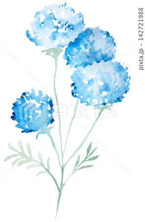 Watercolor light blue wildflowers, spring floral isolated illustration for stationery and greeting cards Watercolor light blue wildflowers, spring floral isolated illustration for stationery and greeting cards 142721988